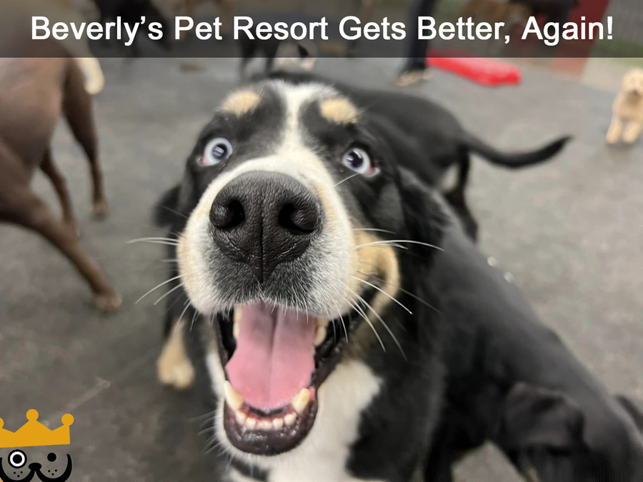 Beverly’s Pet Resort Gets Better, Again!