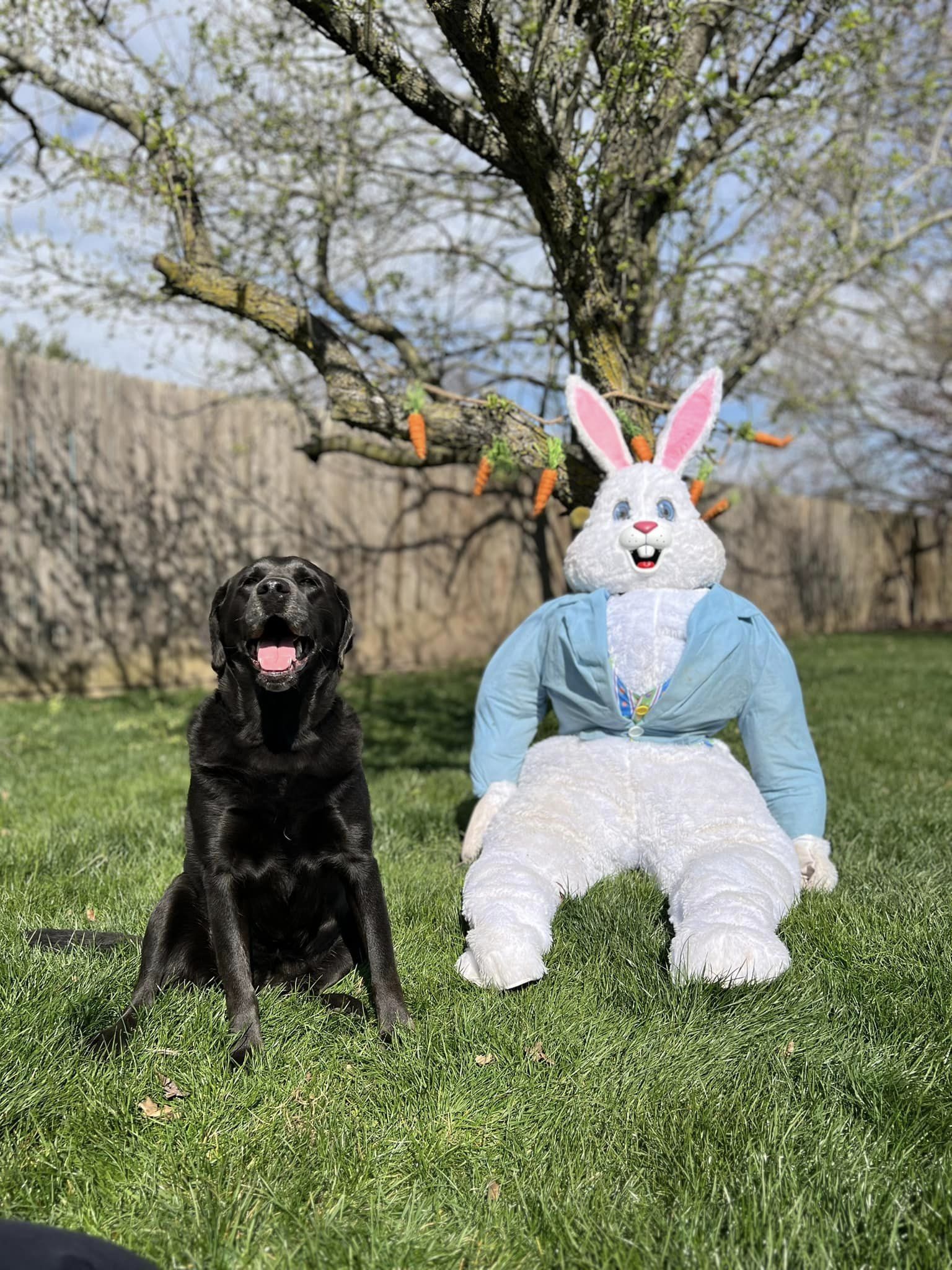 Easter Photoshoot 2024 at Beverly's Pet Resort