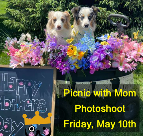 Mother's Day Photoshoot on May 10, 2024 at Beverly's Pet Resort